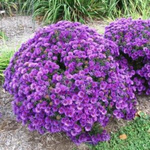 Aster krzaczasty ,,WOODS PURPLE"