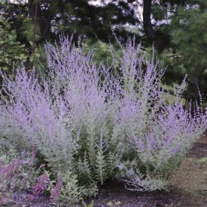 Perowskia ,,LITTLE SPIRE"