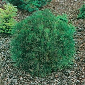 Sosna zwyczajna ,,SPIELBERG"