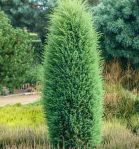 Tuja ,,GREEN BUBBLE"