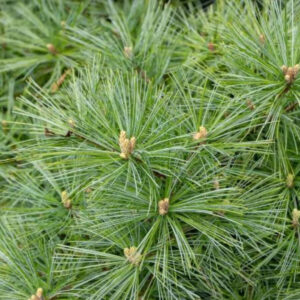 Sosna wejmutka ,,MINUTA"