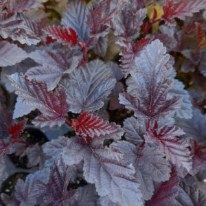 Pęcherznica ,,BLACK PEARL"