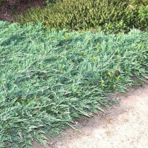 Jałowiec płożący ,,WILTONII"