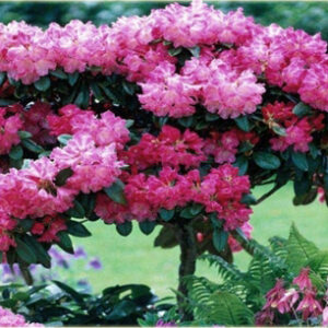 Rododendron na szczepiony na pniu ,,HELENE"