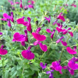 Szałwia ,,VIOLAS'S DARLING"