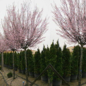 Śliwa wiśniowa szczepiona na pniu ,,NIGRA"