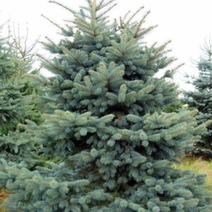 Świerk srebrny ,,KAIBAB" (cena za 50 szt)