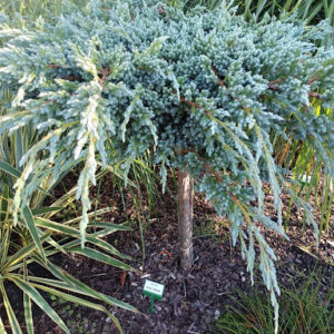 Jałowiec ,,BLUE SPIDER" szczepiony na pniu