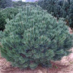 Sosna zwyczajna ,,WATERERI" nisko szczepiona