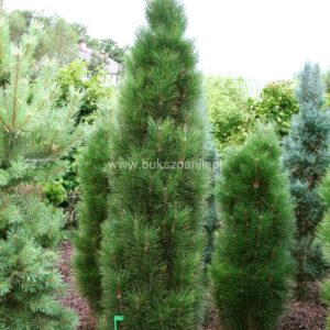 Sosna czarna ,,ZIMER" nisko szczepiona