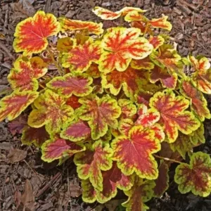 Żurawka ,,DELTA DAWN"